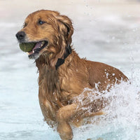 Localizador GPS para Mascotas – Compatible con iPhone (Apple Find My)